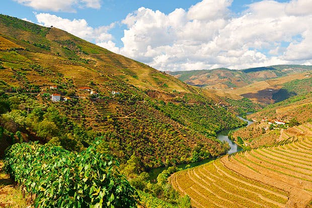 Don’t fear to tread: vineyards in the Douro Valley
