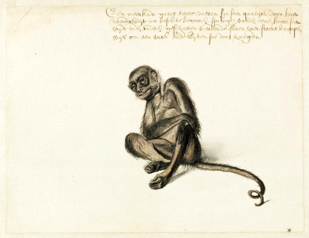 'Spider Monkey, c.1638–1644, by Frans Post. Watercolour and gouache, with pen and black ink. Photo: Noord-Hollands Archief