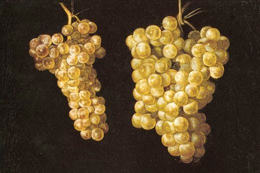 ‘Still Life with Two Bunches of Hanging Grapes’, 1628–30, by Juan Fernández