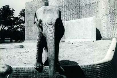 The Elephant House at London Zoo, designed in 1964 by Casson Conder Partnership