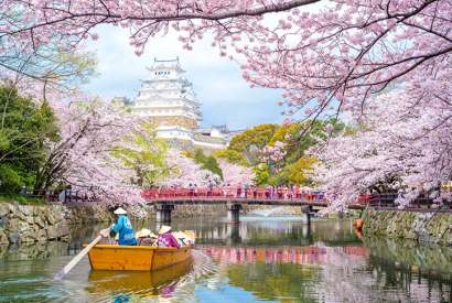 Party time... blossoms at Himeji Castle in Japan