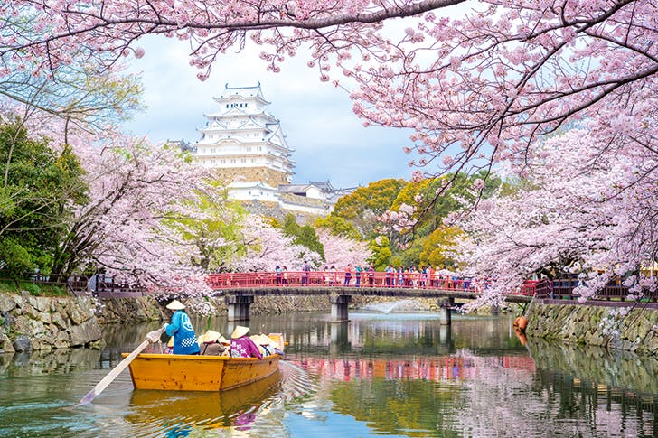 Party time... blossoms at Himeji Castle in Japan