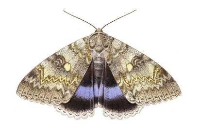 The magnificent Clifden Nonpareil — or Blue Underwing — faced extinction as a breeding species in Britain. There are now at least four colonies thriving in Sussex