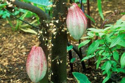 The cacao tree in flower and fruit. Its only pollinators are flies — so without flies there would be no chocolate