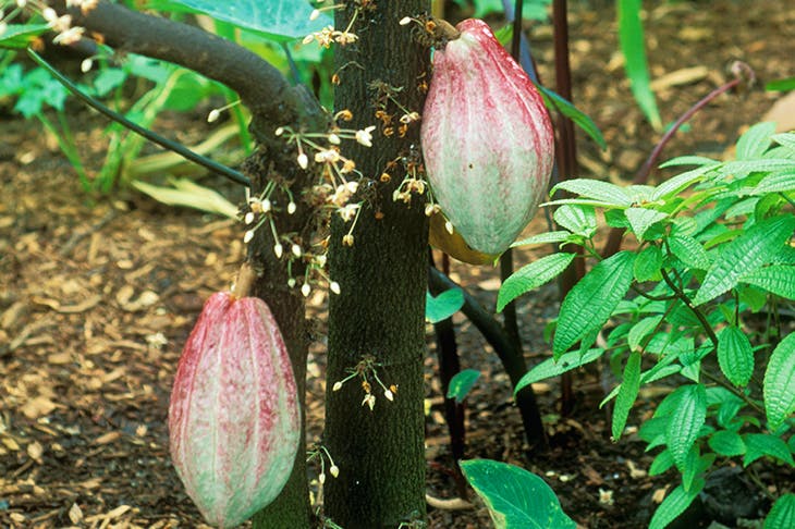 The cacao tree in flower and fruit. Its only pollinators are flies — so without flies there would be no chocolate