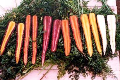 Before the 17th century, all carrots were red, white and yellow. Orange ones were a new species. Image: Rex Images