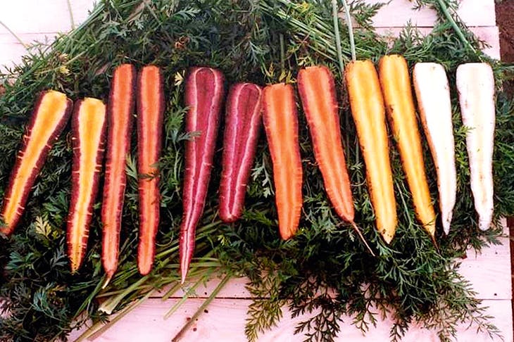 Before the 17th century, all carrots were red, white and yellow. Orange ones were a new species. Image: Rex Images