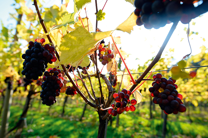 A vine romance: now with added sparkle