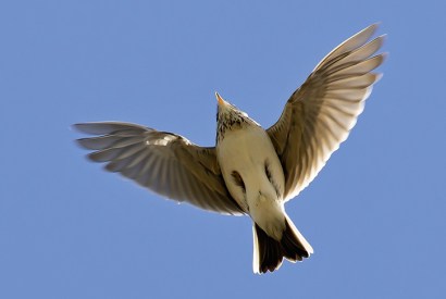 The Eurasian skylark (Alauda arvensis) in song flight, Sussex, April 2012