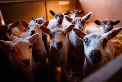 Sheep thrills: holidaying on a working farm