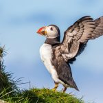 Atlantic puffin (Fratercula arctica) in the Faroes