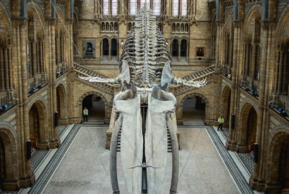 Hope, the blue whale, replaces Dippy, the diplodocus, in the Natural History Museum’s Hintze Hall