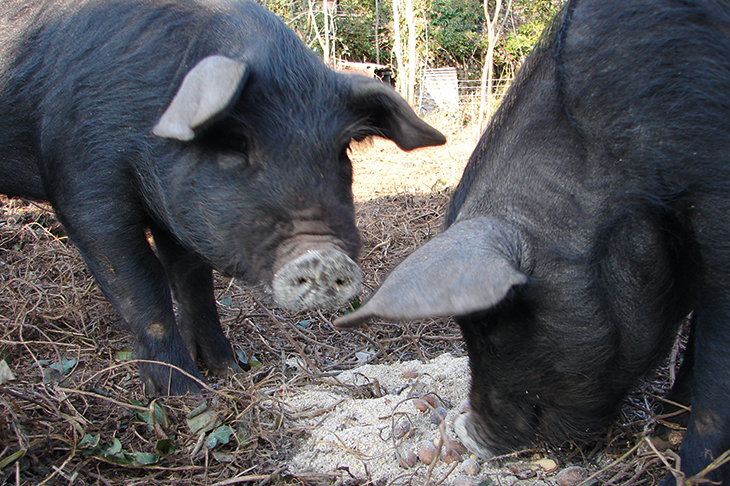 At feeding time, Jacqueline Yallop’s pigs splash their noses through the grain, ‘bringing them up white and floury, like old-fashioned Sherbet Dabs’