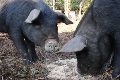 At feeding time, Jacqueline Yallop’s pigs splash their noses through the grain, ‘bringing them up white and floury, like old-fashioned Sherbet Dabs’
