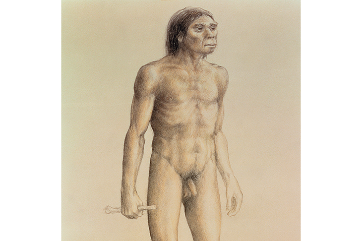Our hero, homo erectus