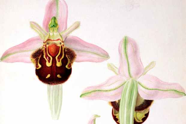 The bee orchid, by Franz Andreas Bauer. Its sex life is far beyond the dreams of most teenage boys