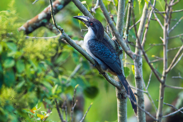 Improbable: a Sri Lanka grey hornbill