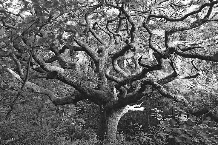 Oak tree, Marsland Valley, Near Welcombe, West Devon, 1997. The tree reminded Ravilious of Mondrian’s drawings of an apple tree, which are progressively more and more stylised