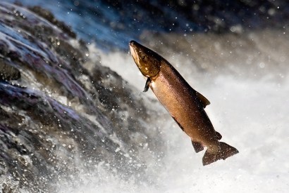 Forman smokes wild salmon, too — for a price
