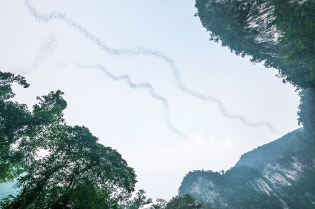 Four million bats stream from the Deer Cave every evening in Gunung Mulu National Park
