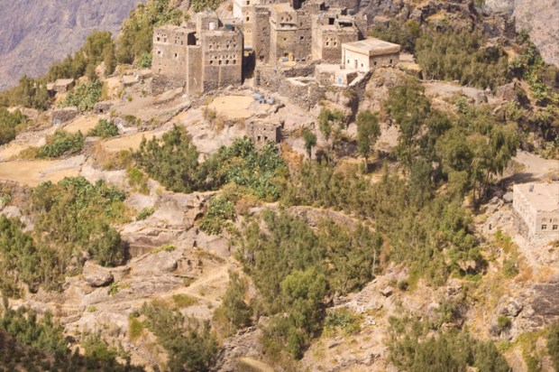 Coffee and khat vie for cultivation in Yemen