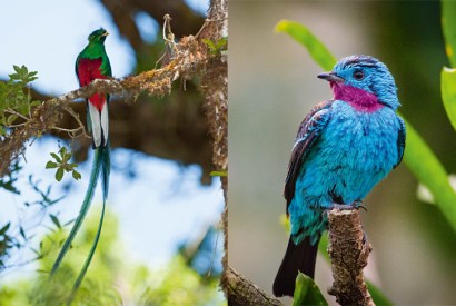 Above: The Spangled Cotinga of the Amazon Rainforest is one of the seven species known to fly-tiers as the Blue Chatterer. Left: The Resplendent Quetzal, found from Chipias, Mexico to Western Panama