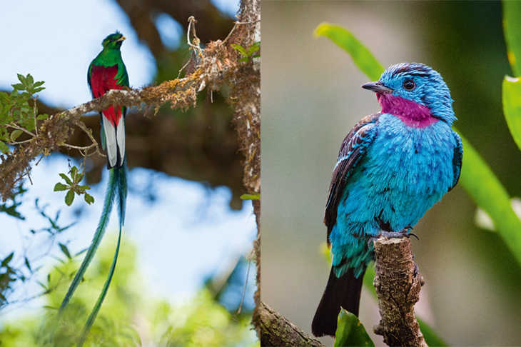 Above: The Spangled Cotinga of the Amazon Rainforest is one of the seven species known to fly-tiers as the Blue Chatterer. Left: The Resplendent Quetzal, found from Chipias, Mexico to Western Panama