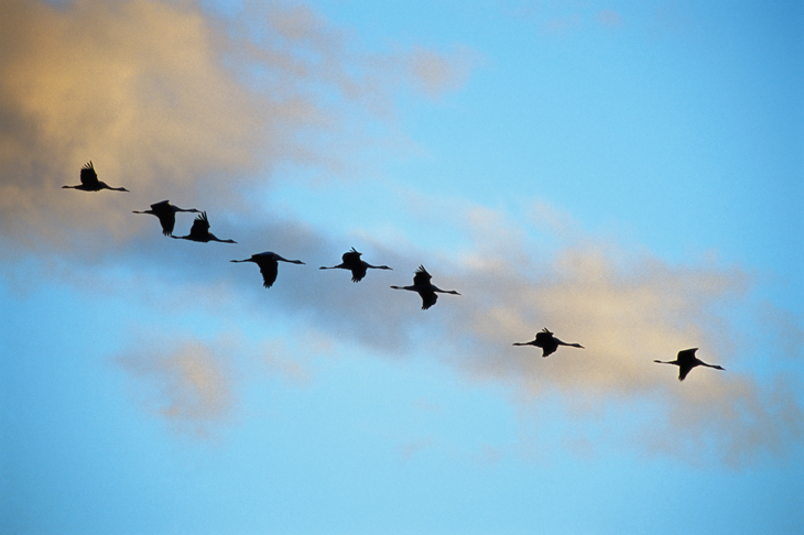 Migrating cranes in Vasterbotten, Sweden