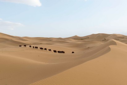 Bactrian camels in the Khongoryn Els sand dunes of the Gobi Desert