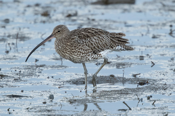 Forty years ago, curlews were ubiquitous on British coasts in winter. But mechanised farming and the use of chemicals have spelt disaster