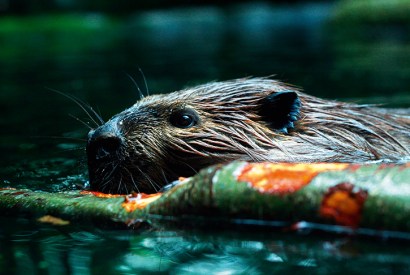 As a result of willow-munching, beavers secrete salicylic acid — the active ingredient in aspirin