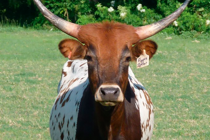 Pippin Star, a heifer from the Wampler herd in Virginia