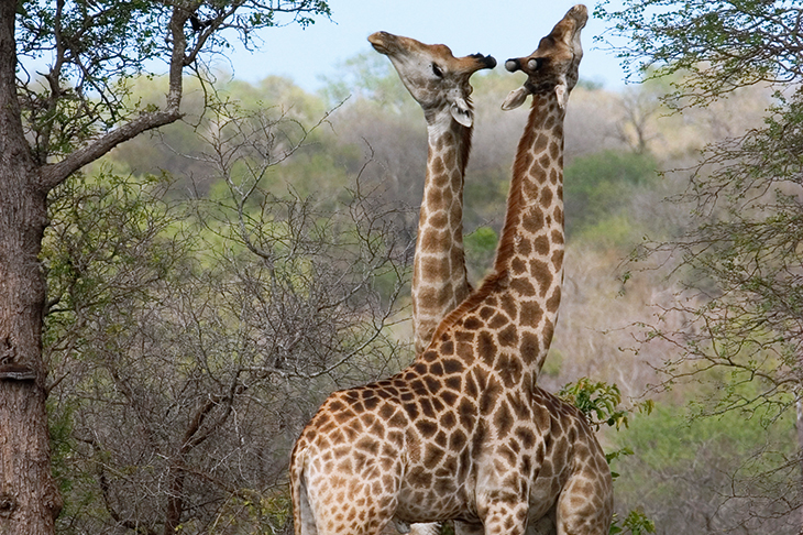 The majority of sexual encounters in giraffes involve two males necking