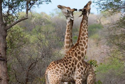 The majority of sexual encounters in giraffes involve two males necking