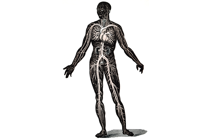 Illustration depicting the circulation of the blood