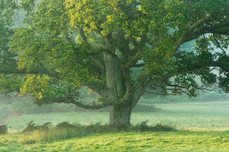 An English oak in a misty meadow at dawn [Getty]