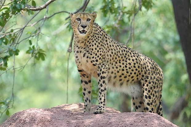 If you looked only at our farm, and avoided reading the news, you might find it absurd to hear there are only 7,000 cheetah in the world