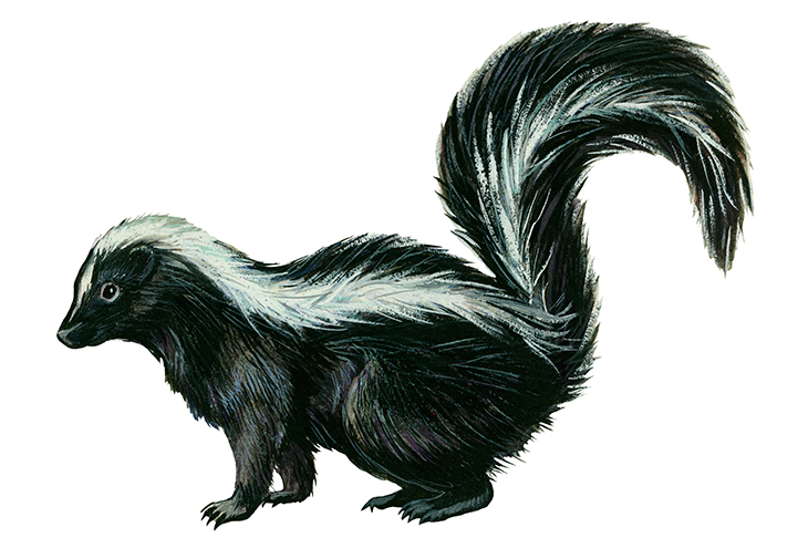 Not skunk as we know it – smoking the stuff is bad news