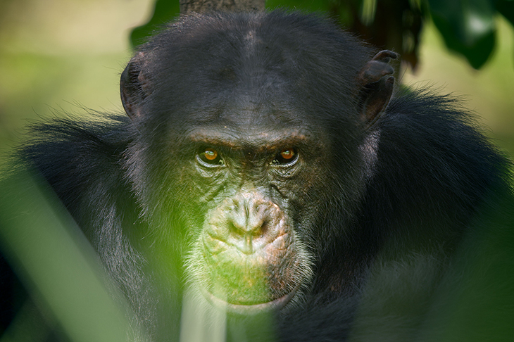 The whole narrative of Dynasties was too suspiciously shapely. Image: BBC NHU