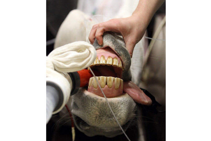 The joy of dentristy