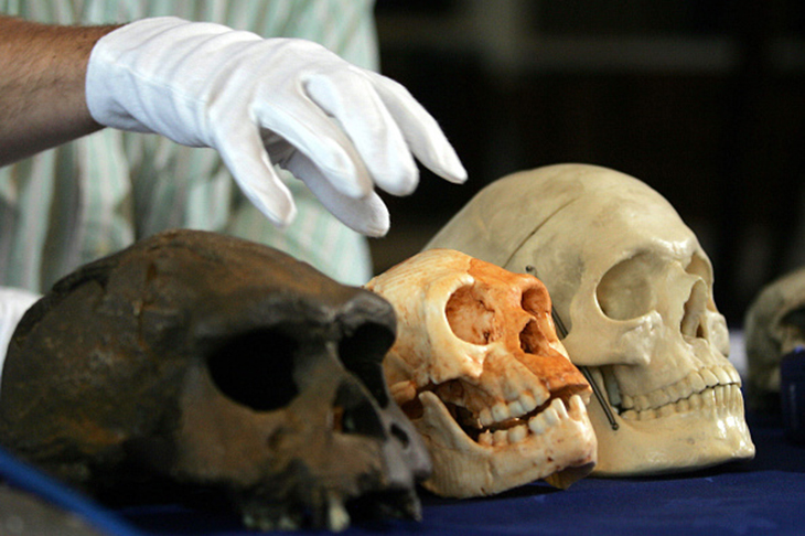 Homo floresiensis, living on the Indonesian island of Flores as recently as 18,000 years ago, had a skull the size of a grapefruit
