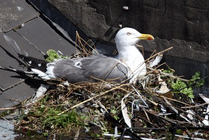 Gulls, once unknown inland, are no longer ‘seagulls’ but have taken to nesting on rooftops in city centres.