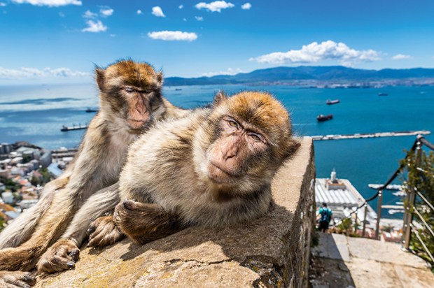 The famous Barbary macaques