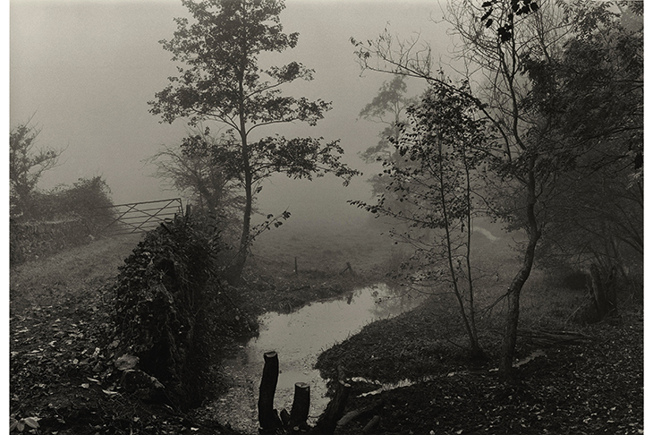 Apocalypse now: ‘Wood near My House, Somerset’, c.1991, by Don McCullin