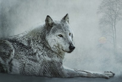 Discover your inner wolf: love your family, value your home, respect your elders, be altruistic, and have fun, says Elli Radinger