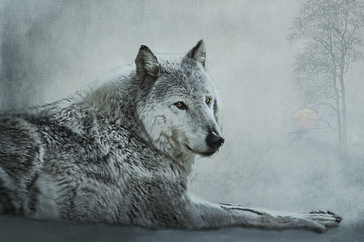 Discover your inner wolf: love your family, value your home, respect your elders, be altruistic, and have fun, says Elli Radinger