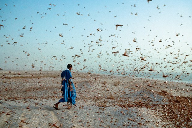 A plague of locusts in North Africa. Colin Everard himself describes driving on desert roads in a race against a 35-square-mile swarm