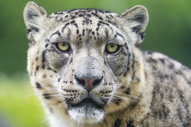 The elusive and endangered snow leopard