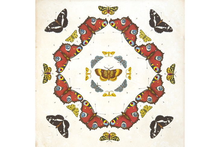 An illustration from Emperors, Admirals and Chimney Sweepers by Peter Marren