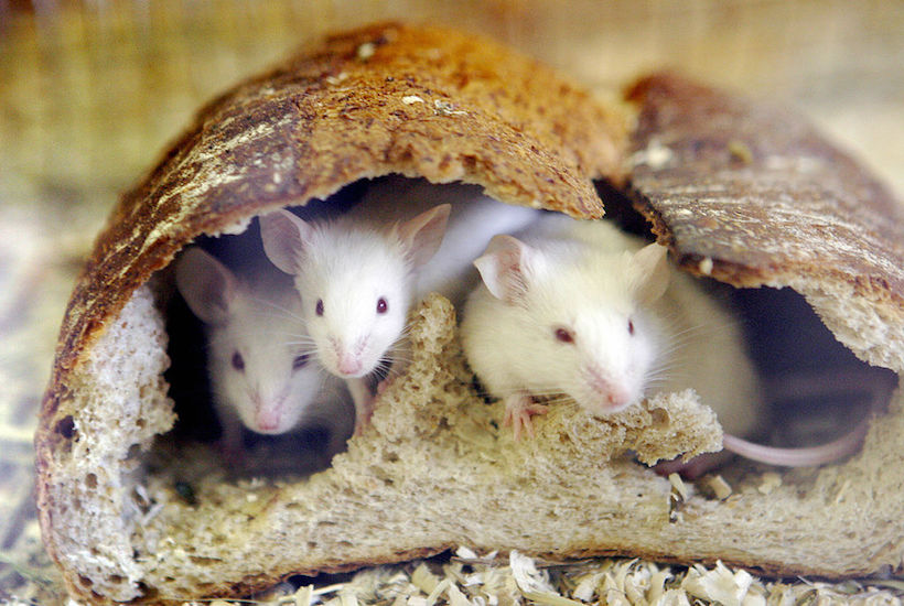 What do we want? Rights for Rodents! | The Spectator Australia